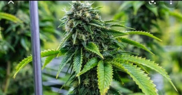 bruce banner strain