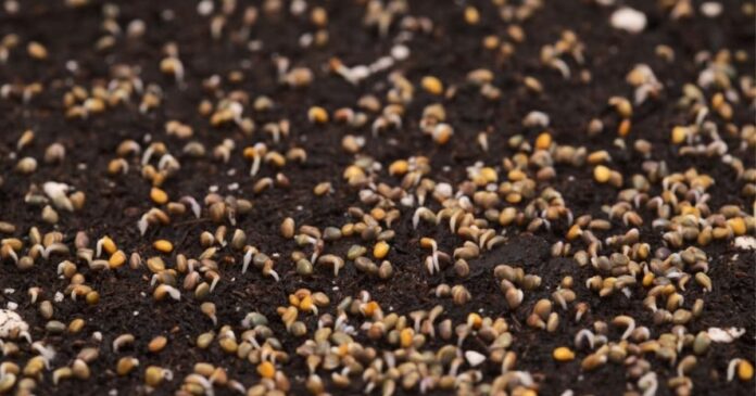 rocket seeds