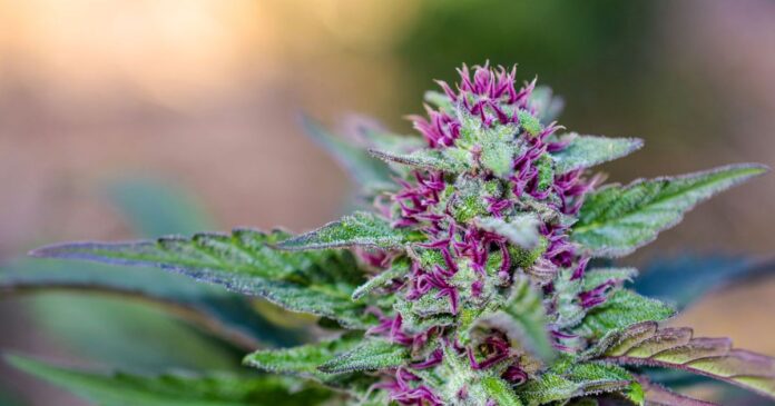 pink rozay strain