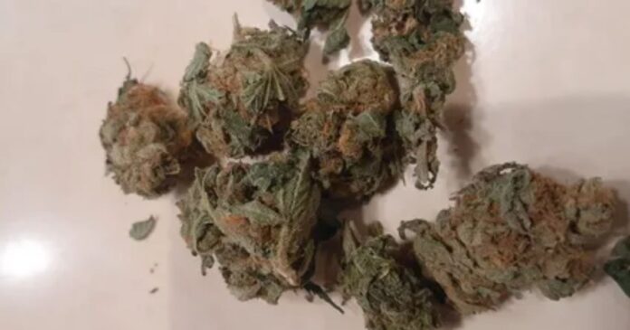 georgia pie strain