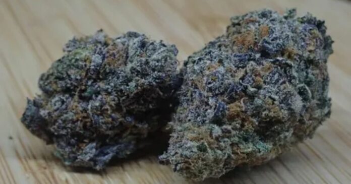 gelato 41 strain