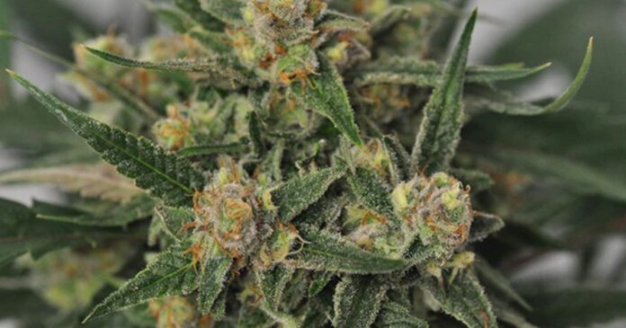 harlequin strain