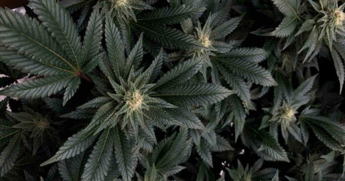 godfather og seeds