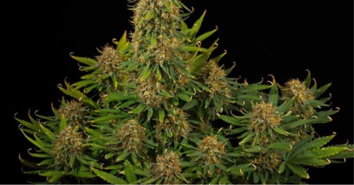 bruce banner strain