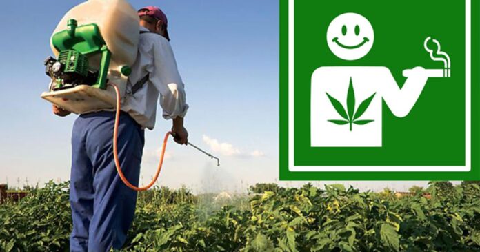 stiiizy pesticides