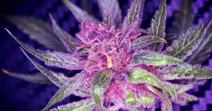 purple kush