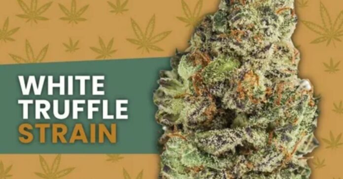 white truffles strain