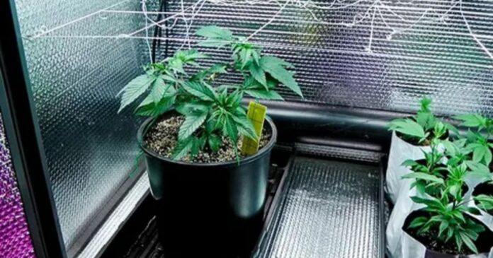marijuana grow box