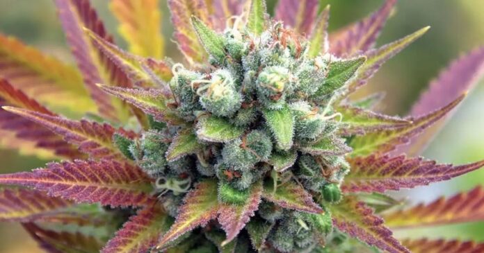cherry blossom strain