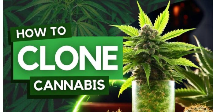 cannabis cloning
