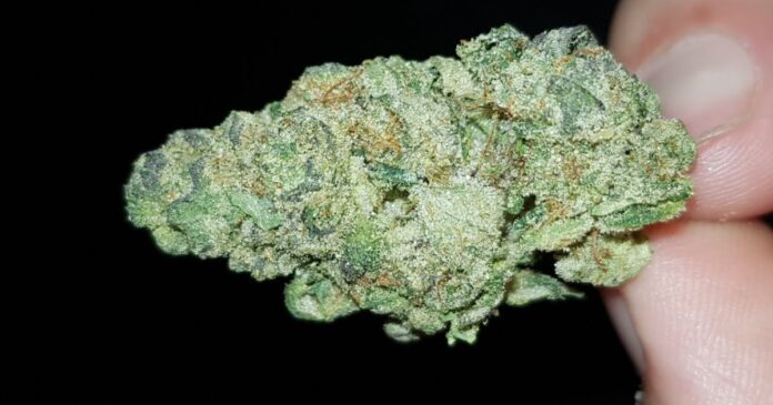 citral glue strain