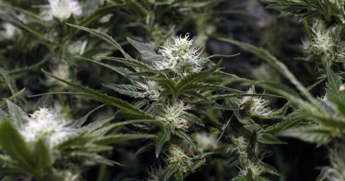 weed flavouring