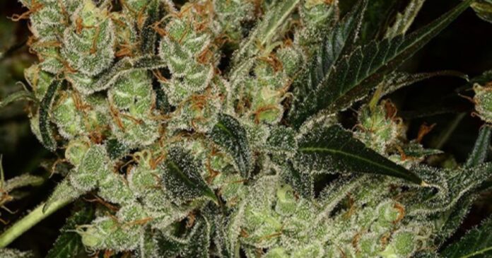 casey jones strain