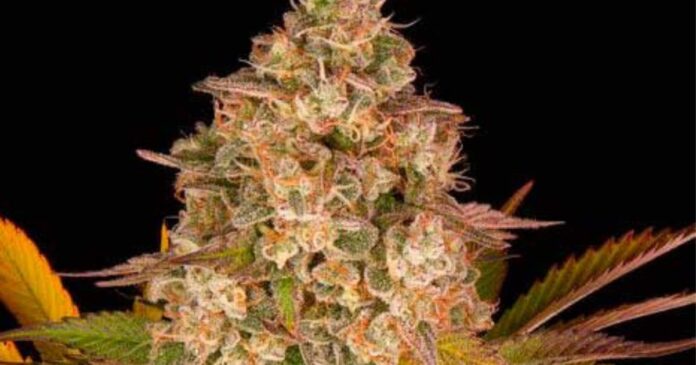 barneys farm seeds
