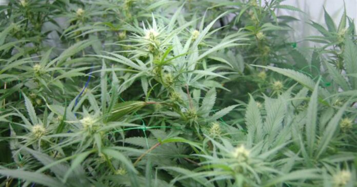 super silver haze