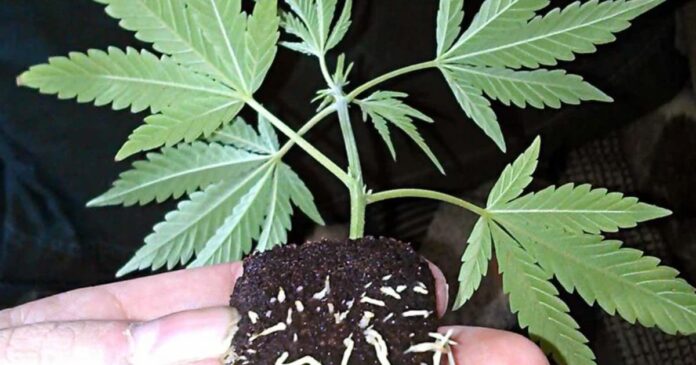 how to get clones to root fast