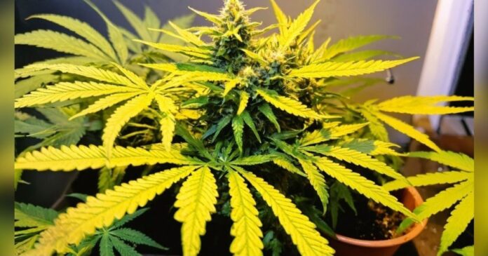 why are my weed plants leaves turning yellow