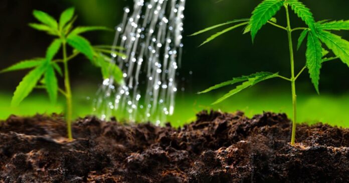 how much water does a cannabis plant need