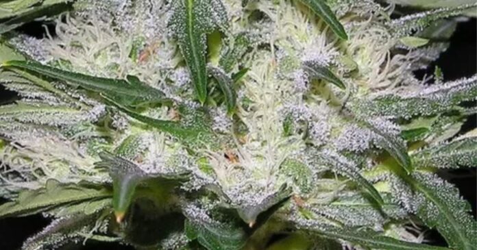 white spots on cannabis plant