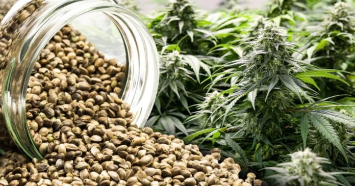 how do i plant weed seeds