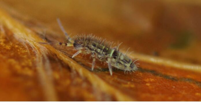 how to get rid of springtails