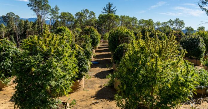 how to grow bud outdoors how to grow bud outdoors