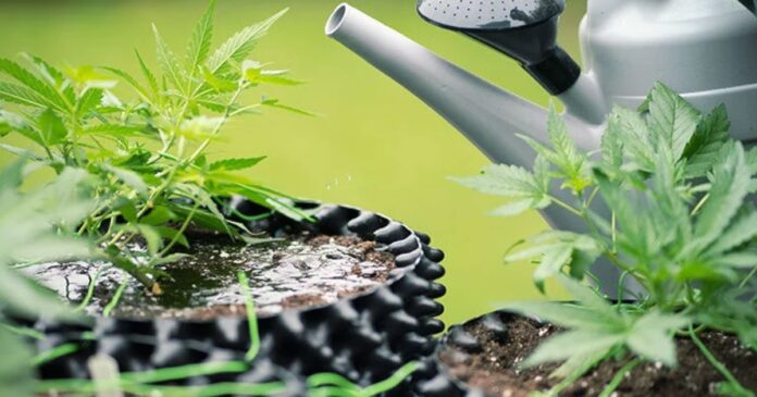 how much water do plants need how much water do plants need