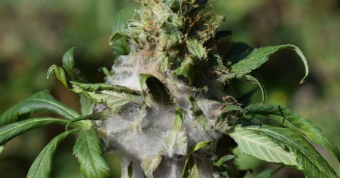 how to get rid of budworms naturally how to get rid of budworms naturally