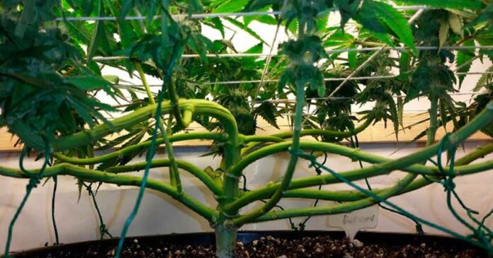 how to train cannabis plants how to train cannabis plants