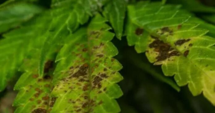 brown spots on pot leaves brown spots on pot leaves
